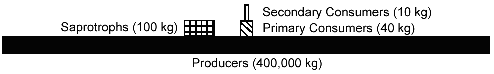 <strong>Figure 55-1 The accompanying figure represents a</strong> A) fairly simple food web. B) fairly simple food chain. C) pyramid of biomass. D) pyramid of energy. E) pyramid of numbers.