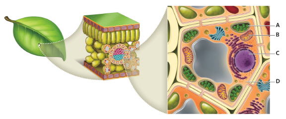 <strong> Which structure originated from cyanobacteria?</strong> A) A B) B C) C D) D