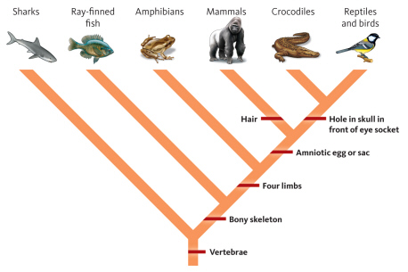 <strong> Which characteristic is common to all groups represented on this evolutionary tree?</strong> A) vertebrae B) bony skeleton C) four limbs D) amniotic egg or sac
