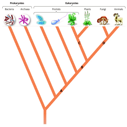 <strong> Based on the evolutionary tree, which letter represents the common ancestor of all eukaryotes?</strong> A) A B) B C) C D) D