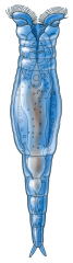 <strong> This organism lives in an aquatic environment and is a eukaryotic heterotroph without any cell walls. What kingdom does it likely belong to?</strong> A) animals B) fungi C) plants D) archaea