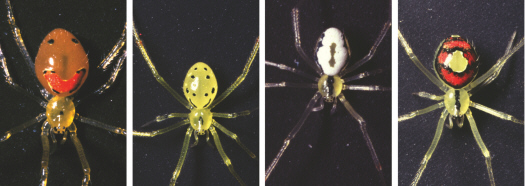 <strong> This figure shows the happy face spider found in Hawaii. Despite their variation, these individuals can interbreed. Has adaptive radiation occurred?</strong> A) No, if they can interbreed, they are all the same species. B) Yes, because they can interbreed, they are all the same species, just with different phenotypes. C) Yes, their variation is a result of genetic differences. D) No, there is no variation in their alleles.