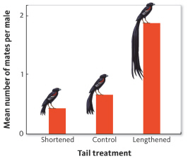 <strong>The graph below represents the results of an experiment looking at mate preference in female black widowbirds. The researcher used three groups of male birds: one with artificially shortened tails, one with artificially lengthened tails, and the control group with unaltered tail lengths. Black widowbirds can be described as medium-sized birds with orange and white shoulders and showy tail feathers. This is __________.</strong> A) their phenotype B) a description of their adaptations C) their genome D) an example of their alleles