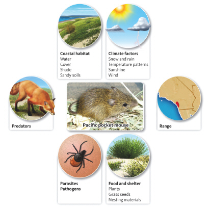 <strong>  What does this figure represent?</strong> A) an organism's niche. B) an organism's life zone C) an organism's habitat D) an organism's metabolic requirements. <div style=padding-top: 35px> 