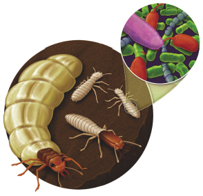 <strong>The image below represents the termites, bacteria, and protists that together share a mutualistic relationship. These organisms, which all live together, would be considered a(n) __________.</strong> A) organism B) population C) community D) ecosystem