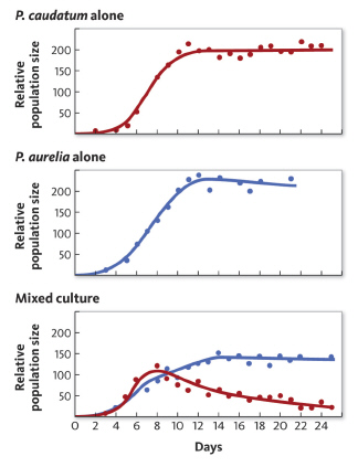 <strong>In a simple laboratory experiment, a researcher maintained two different species of single-celled protists, Paramecium caudatum and Paramecium aurelia . He recorded population growth of each species individually and then mixed a similar number of individuals from each population and recorded their growth rates when living together. The graphs below represent the results of this experiment. Based on the graph of the mixed culture, what can you determine about the niche for each individual species?</strong> A) There is a large amount of niche overlap. B) There is minimal niche overlap. C) Competition for resources is partitioning the available niches. D) Intraspecific competition is reducing niche overlap.