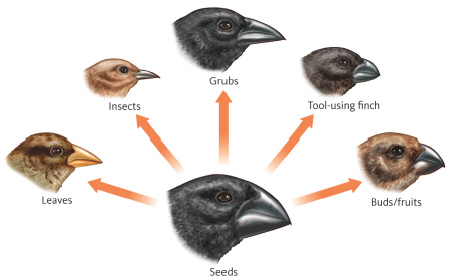 <strong>In Chapter 3, you learned about the evolution of the 14 finch-like species on the Galapagos Islands. As shown in the figure below, each species has a different beak shape; thus, each species is adapted to feeding on different food sources. Which of the following statements is true about the Galapagos finches?</strong> A) Because of the different beak shapes, there is little niche overlap. B) Interspecific competition has eliminated niche overlap. C) Because of niche overlap, a dominance hierarchy has been established. D) Intraspecific competition is likely minimal because of the differences in beak shape.