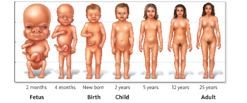 <strong>  The changes in body shape associated with this figure are an example of __________.</strong> A) development B) growth C) cell division D) transcription <div style=padding-top: 35px> 