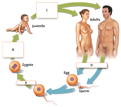 <strong>  In this figure, what process occurs at step A?</strong> A) fertilization B) meiosis C) mitosis D) development <div style=padding-top: 35px> 