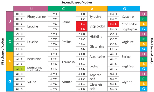 <strong>  The following is a portion of a DNA strand: TACGATTAA. Which of the following strands represents a mutation in this DNA that would lead to the production of a different protein?</strong> A) TACGACTAA B) TACGAATAA C) TACGATTAG D) TACGATTGA <div style=padding-top: 35px> 