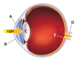 <strong>  Where are rod and cone cells found?</strong> A) A B) B C) C D) D E) E <div style=padding-top: 35px> 