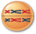 <strong> If this cell is in the middle of meiosis I, the end result of this division would be __________.</strong> A) two identical haploid cells B) two haploid cells that are not identical C) two identical diploid cells D) two diploid cells that are not identical