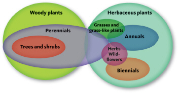 <strong>Look at the Venn diagram below. Which of the following statements is incorrect? </strong> A) All grasses are herbaceous plants. B) All shrubs are biennials. C) All trees are woody plants. D) Wildflowers may be annuals, biennials, or perennials.