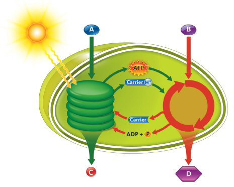 <strong> The __________ reactions convert _____ (B) to sugars.</strong> A) Calvin cycle; O<sub>2</sub> B) light; CO<sub>2</sub> C) Calvin cycle; CO<sub>2</sub> D) light; O<sub>2</sub>