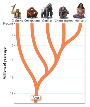 <strong> The common ancestor of orangutans, gorillas, chimpanzees, and humans existed approximately _____ million years ago.</strong> A) 16 B) 13 C) 18 D) 7