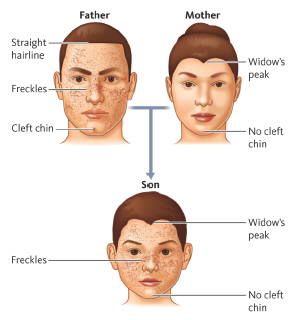 <strong> Assuming a cleft chin is dominant, the father's genotype would be __________.</strong> A) Cc B) CC C) cc D) either Cc or cc
