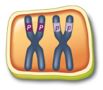 <strong> This figure shows chromosomes lined up at the equator of the cell. Which stage of division does this represent?</strong> A) mitosis B) meiosis I C) meiosis II D) either mitosis or meiosis