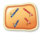 <strong> Has this cell undergone meiosis?</strong> A) yes, because there are no duplicated chromosomes B) no, because homologous chromosomes are present C) yes, because homologous chromosomes are not present D) no, because the diploid number is 2