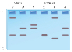 <strong>Based on the following gel plate, which juvenile(s) could be the offspring of the adult male and female? </strong> A) juvenile 1 only B) juveniles 2 and 4 C) juveniles 2 and 3 D) juvenile 4 only