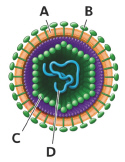 <strong> In this figure of a virus, letter _____ is the __________, which houses the genetic material.</strong> A) A; capsule B) C; capsid C) B; lipid envelope D) A; lipid envelope