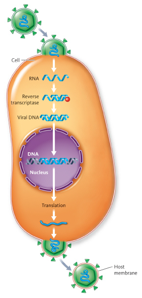 <strong> Does this figure represent a retrovirus?</strong> A) yes, because reverse transcription occurs B) no, because reverse transcription occurs C) yes, because translation occurs D) There is no way to tell based on the figure.