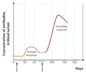 <strong> In this figure, the magnitude of the secondary response is due to ____________________.</strong> A) the presence of memory cells B) the presence of antibodies that remain in the body after a first-time infection C) the activity of killer T-cells D) antibodies introduced when someone receives a vaccination