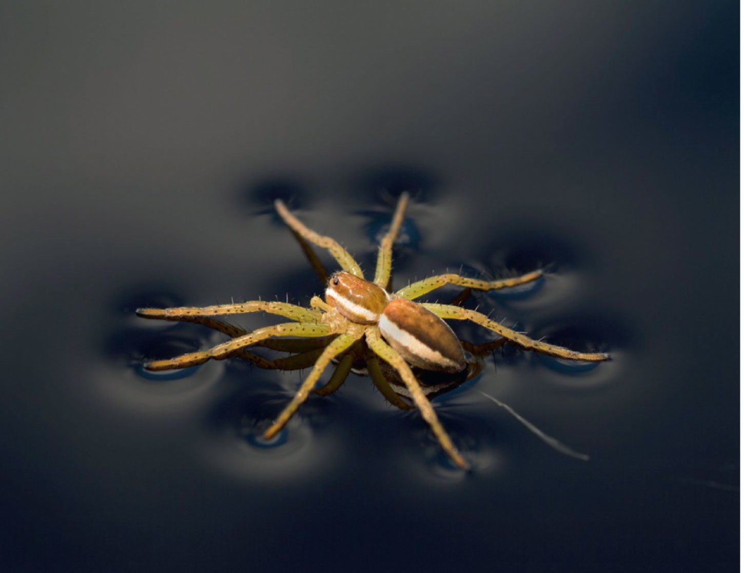 <strong> Figure 2.4 The water strider shown in the figure above is able to stand on water because of the ____ of water.</strong> A)covalent bonds B)surface tension C)van der Waals forces D)density E)hydration layer