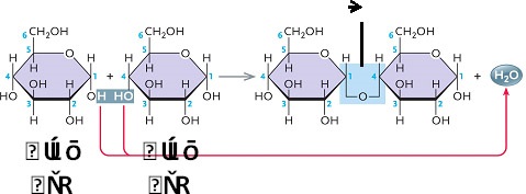 <strong> Figure 3.1 The accompanying figure illustrates the synthesis of ____. </strong> A)sucrose B)maltose C)lactose D)cellulose E)fructose 