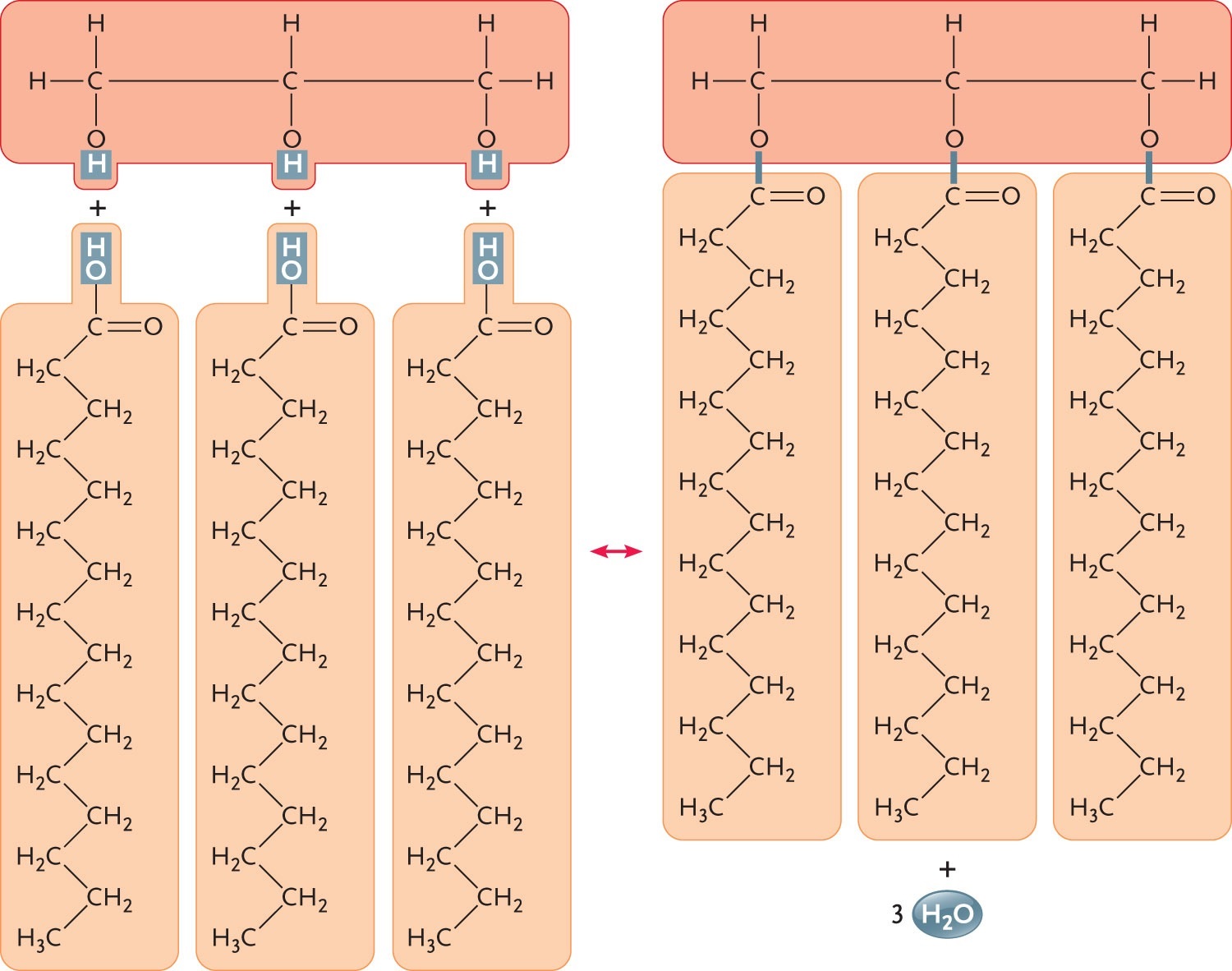 <strong> Figure 3.6 The molecule in the accompanying figure is a(n)____.</strong> A)triglyceride B)amino acid C)steroid D)polysaccharide E)phospholipid 