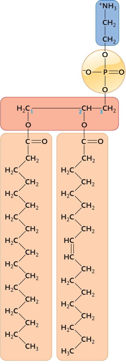 <strong> Figure 3.8 The molecule shown above is a(n)____. </strong> A)triglyceride B)amino acid C)steroid D)polysaccharide E)phospholipid 