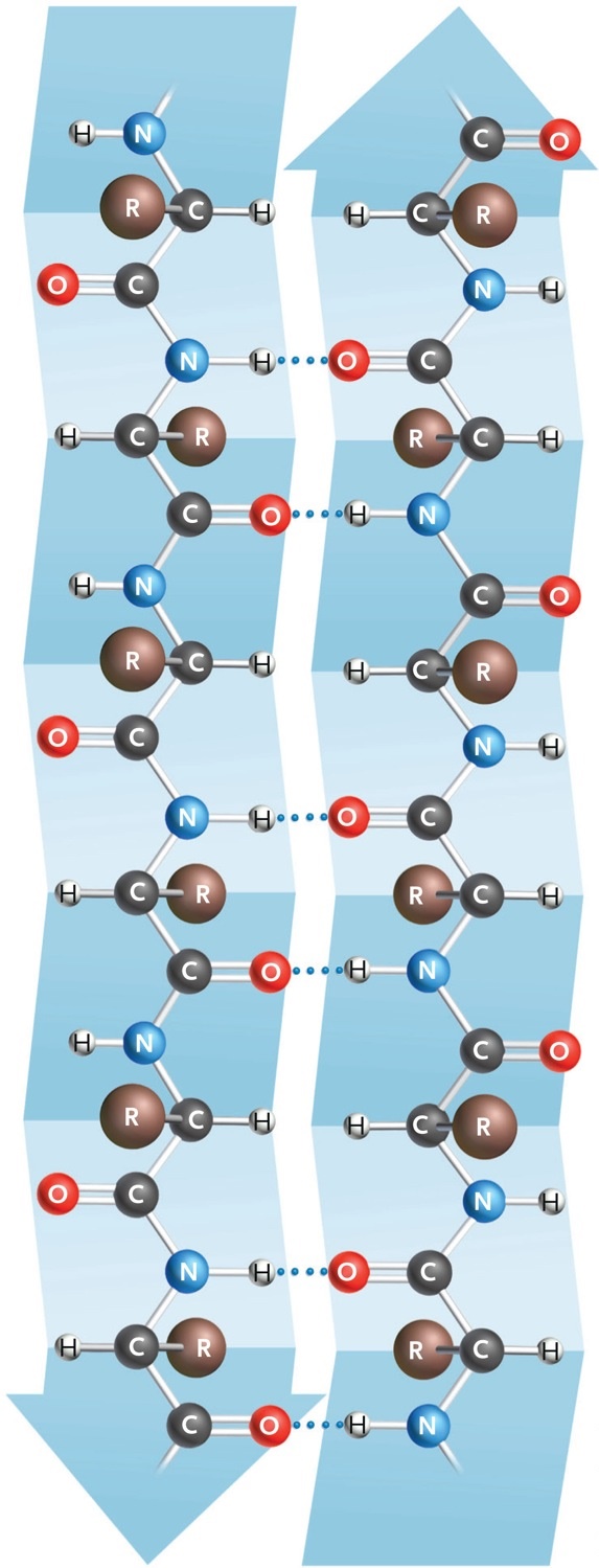 <strong> Figure 3.15 The image in the accompanying figure is an example of a(n)____. </strong> A)random coil B)double helix C)b sheet D)a helix E)b polysaccharide 