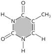<strong> Figure 3.16 The molecule in the accompanying figure is the pyrimidine ____, which is typically found in DNA but not RNA.</strong> A)thymine B)adenine C)uracil D)guanine E)cytosine 