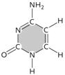 <strong> Figure 3.17 The molecule in the accompanying figure is the pyrimidine ____, which is typically found in both DNA and RNA. </strong> A)thymine B)adenine C)uracil D)guanine E)cytosine