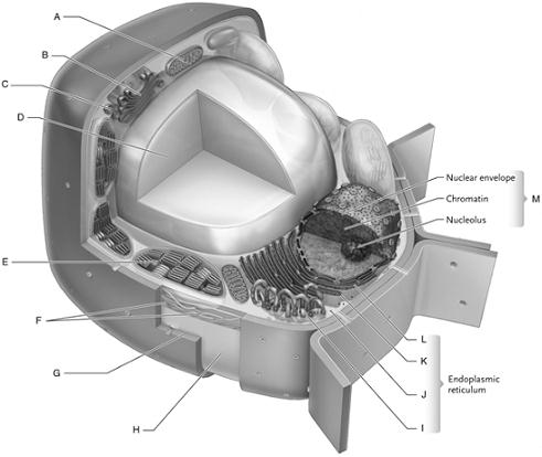 Labeling Identify each of the cellular structures indicated in a eukaryotic plant cell. Figure 4.1