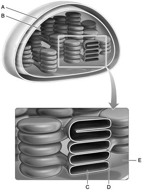 Answer the following questions using the accompanying figure. Identify each structure in the figure below. Some choices may be used more than once. Figure 8.1