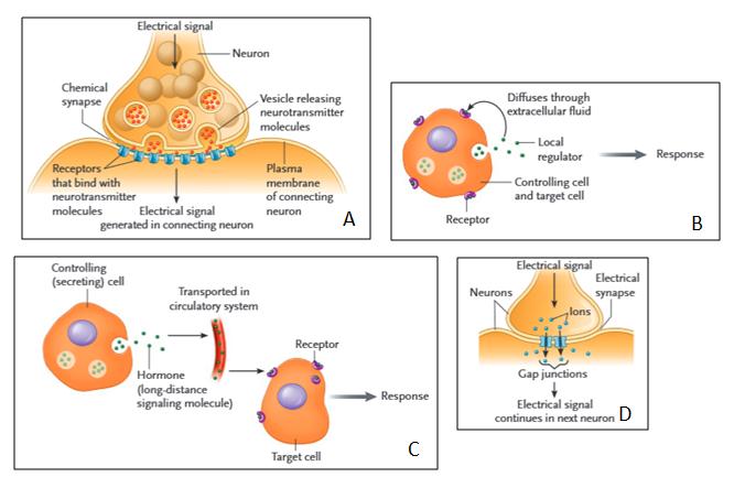 Answer the following questions using the accompanying figure. Match the types of cell communication shown in the figures with the descriptions below. Some choices may be used more than once. Figure 9.1