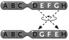 <strong> Figure 13.4 The change in the chromosome depicted between the top and the bottom in the accompanying figure represents a(n)____.</strong> A)inversion B)duplication C)reciprocal translocation D)deletion E)Philadelphia chromosome