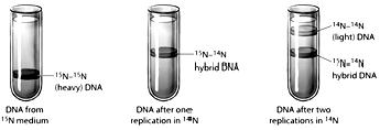 <strong> Figure 14.1 The figure above depicts the result of an experiment to determine how DNA replication occurs. Based on these results, it appears that after replication, each new DNA molecule contains ____. </strong> A)either entirely old DNA strands or entirely new DNA strands B)one old DNA strand and one new DNA strand C)entirely new DNA D)some DNA helix regions from old DNA alternating with some DNA regions from new DNA E)two strands that are each a mix of old and new DNA