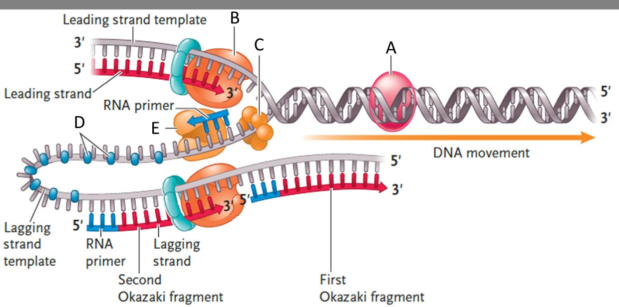 Labeling  Examine the following figure. Match each letter of the figure with the appropriate DNA replication protein or enzyme.       Figure 14.2