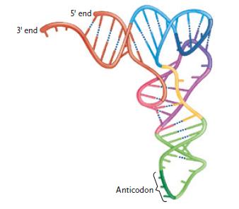 <strong>    Figure 15.1 The structure in the figure above represents a molecule of ____. ​</strong> A)pre-mRNA B)tRNA C)snRNA D)mRNA E)rRNA <div style=padding-top: 35px> 