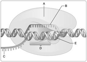 Labeling Examine the following figure. Match each letter of the figure with the appropriate structure or protein involved in transcription. Figure 15.2