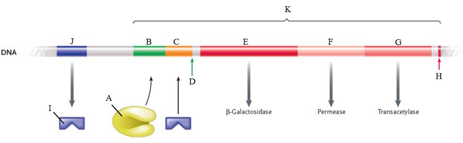 Labeling Identify each labeled part in the following illustration of the lac operon. Figure 16.2