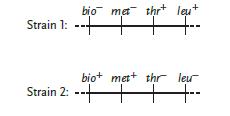Figure 17.1 Use the accompanying figure for questions 9-11. The gene that governs a cell's ability to synthesize biotin from inorganic precursors is labeled bio . The designation bio+ indicates the ____. 