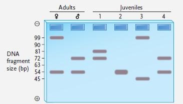 <strong>  Figure 18.2 Answer the question using the accompanying figure. The figure shows the alleles present at an STR locus in two adults and four juveniles. Which of the juvenile(s)could be offspring of the adults? ​</strong> A)juvenile 2 only B)juveniles 2 and 3 C)juveniles 1 and 4 D)juveniles 2 and 4 E)juveniles 1, 2, 3, and 4 <div style=padding-top: 35px> 