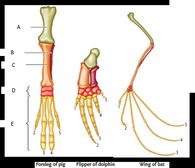 LABELING Answer the questions using the accompanying figure. Examine the following figure depicting homologous bones in mammalian forelimbs. Match each letter of the figure with the appropriate bone structure. Note that homologous bones are pictured in the same color. Figure 20.1