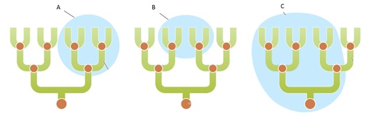 <strong>     Figure 24.1 Answer the question using the accompanying figure. In the figure, letter A represents a ____ taxon, which includes ____.</strong> A)polyphyletic; species from different evolutionary lineages B)polyphyletic; an ancestral species and all of its descendants C)paraphyletic; an ancestral species and only some of its descendants D)monophyletic; species from different evolutionary lineages E)monophyletic; an ancestral species and all of its descendants <div style=padding-top: 35px> 