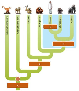 Answer the questions using the accompanying figure depicting the phylogenetic tree for human evolution. Match each letter of the figure to the taxonomic group with which it corresponds. Figure 24.2B ( questions 82-85)
