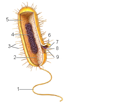 <strong> Figure 26.1 Answer the question using the accompanying figure. Which type of cell is represented in this figure? </strong> A)a Gram-positive bacterium B)a Gram-negative bacterium C)either a Gram-positive or a Gram-negative bacterium D)an archaeal cell E)any prokaryotic cell