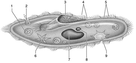 <strong> Figure 27.1 Answer the question using the accompanying figure. The function of the structure labeled 2 is ____.</strong> A)food intake B)digestion C)waste elimination D)water discharge E)asexual reproduction