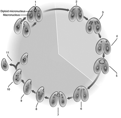 <strong> Figure 27.2 Answer the question using the accompanying figure. This figure illustrates the process of ____.</strong> A)conjugation B)transformation C)transduction D)translocation E)excystation